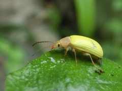 Cistelomorpha nigripilis