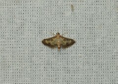 Cnaphalocrocis