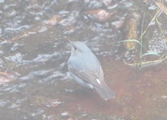 Phoenicurus fuliginosus