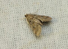 Parapoynx crisonalis