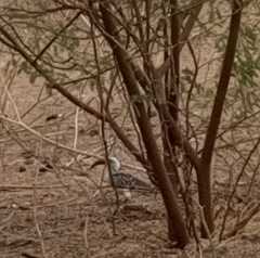 Tockus erythrorhynchus