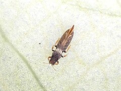 Sigmothrips aotearoana