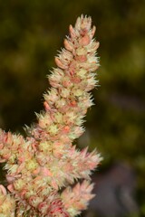 Crassula sieberiana