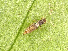 Sigmothrips aotearoana