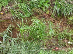 Cyperus alternifolius