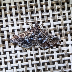 Diasemiodes janassialis