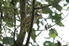 Pycnonotus finlaysoni