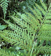 Asplenium bulbiferum