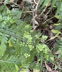 Asplenium bulbiferum