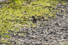 Fringilla coelebs gengleri