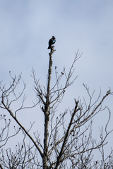 Prosthemadera novaeseelandiae novaeseelandiae