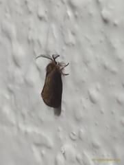 Cryptothelea gloverii