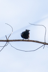 Prosthemadera novaeseelandiae novaeseelandiae