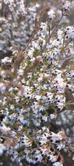 Erica imbricata