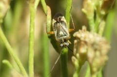 Polymerus