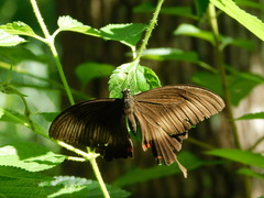 Papilio helenus