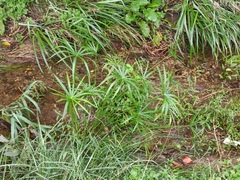 Cyperus alternifolius