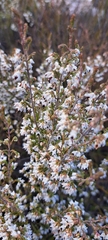 Erica imbricata