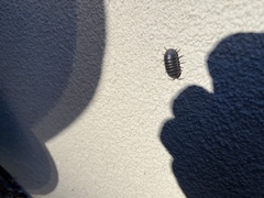 Armadillidium vulgare
