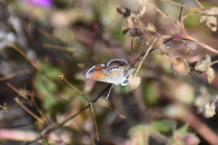 Brephidium exilis exilis