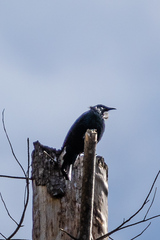 Prosthemadera novaeseelandiae novaeseelandiae