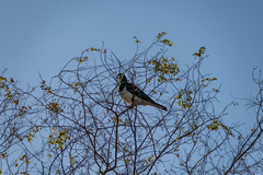 Hemiphaga novaeseelandiae novaeseelandiae
