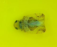 Hishimonus hamatus