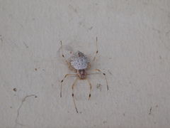 Herennia multipuncta