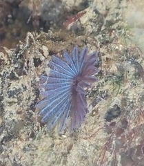 Sabellidae