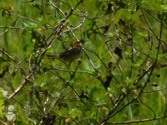 Cisticola juncidis