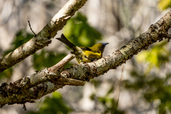 Anthornis melanura melanura