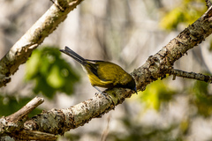 Anthornis melanura melanura