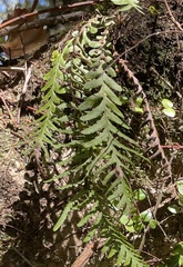 Notogrammitis heterophylla