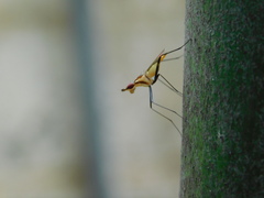 Telostylinus lineolatus