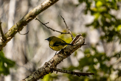 Anthornis melanura melanura