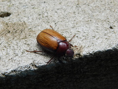 Amphitrichia constricta