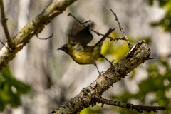 Anthornis melanura melanura