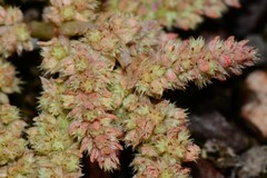 Crassula sieberiana