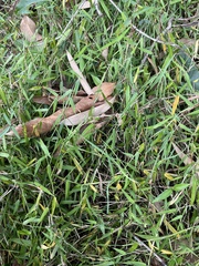 Ottochloa gracillima