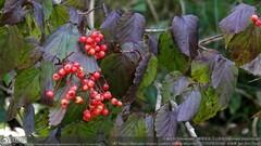 Viburnum betulifolium