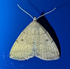Zanclognatha jacchusalis