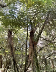 Cyathea smithii