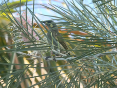 Meliphaga notata