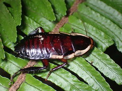 Drymaplaneta semivitta