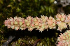 Crassula sieberiana
