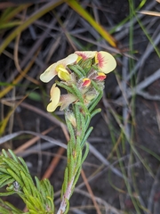 Dillwynia sericea