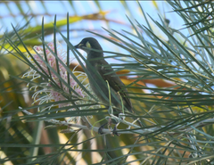 Meliphaga notata