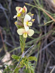 Dillwynia sericea