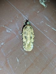 Agonopterix pulvipennella