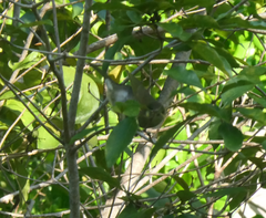 Meliphaga notata